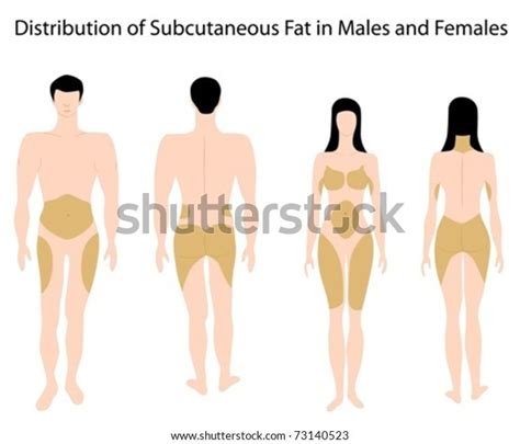 Body Fat Distribution Male Female Body Images Stock Photos D