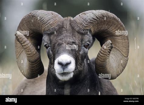 Portrait Of A Bighorn Sheep Ram Stock Photo Alamy