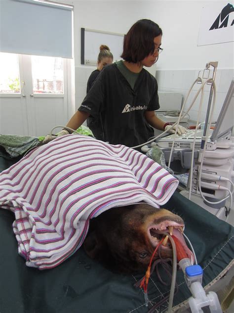 Rescue Update Rescued Sun Bear Receives Pain Relieving Surgery After