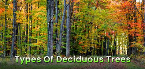 Types Of Deciduous Trees Varieties And Species Embracegardening