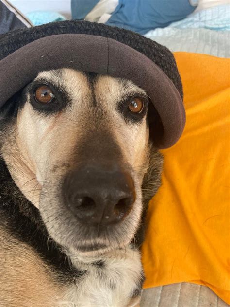 Request Caviera Elite Dog Wif Hat Plz Dogwifhatgang