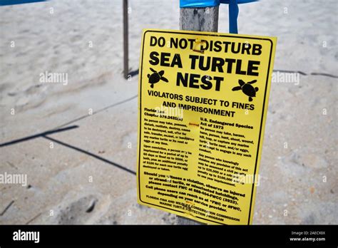 Sea Turtle Nest Do Not Disturb Sign On Beach At Marineland Florida Usa