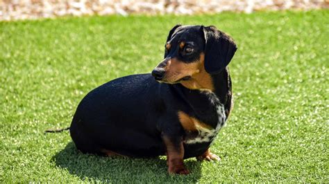 63 Dachshund Dogs Information Image Bleumoonproductions