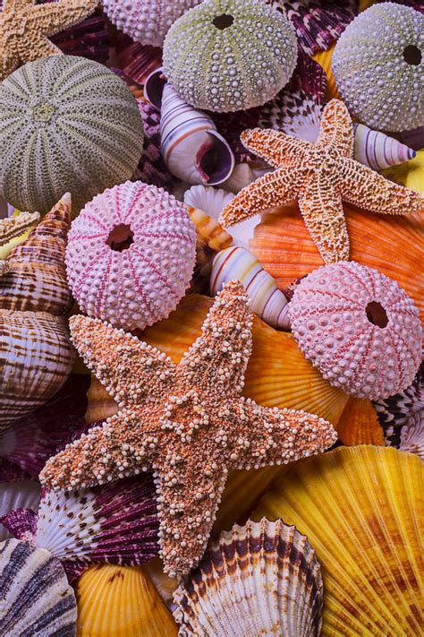 Stars Among The Seashells Photograph By Garry Gay Fine Art America