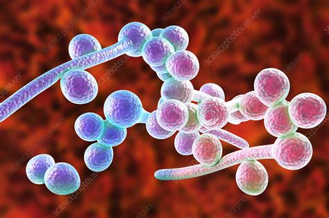 Candida Albicans Hyphae Stages Illustration Stock Image F Science Photo Library
