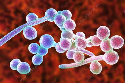 Candida Albicans Morfologia