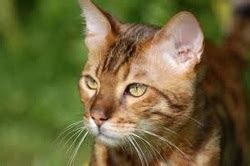 9 japanese tabby / brown cat names. Fireclan - Warrior Cats
