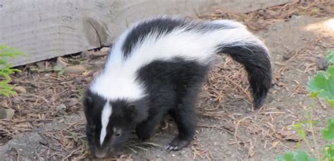 Let's break it down so you can work out whether you're financially ready to bring home a new friend. How Much Does Skunk Removal Cost?