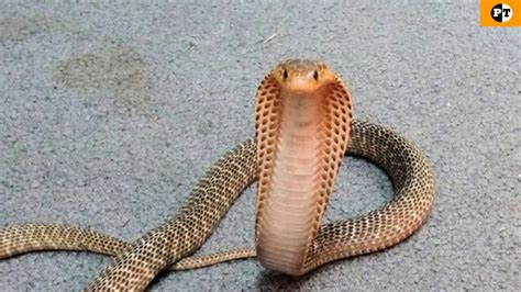 Top 5 Serpientes Más Venenosas Del Mundo Youtube