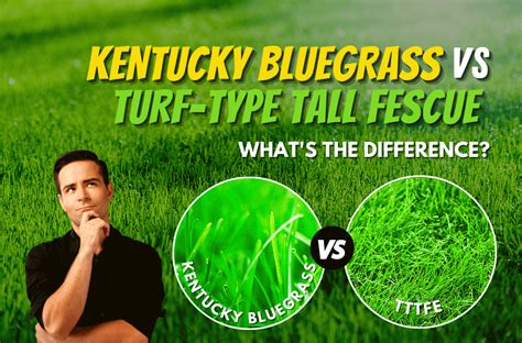 Kentucky Bluegrass Vs Turf Type Tall Fescue Experigreen