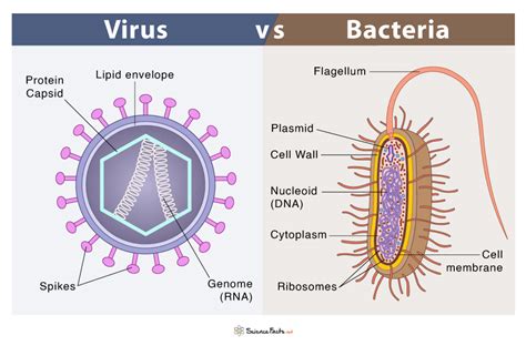 Difference Between Bacteria And Virus Classification