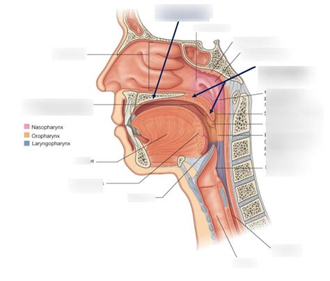 Lateral View From Nose The Bottom Of Larynx Diagram Quizlet