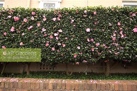 Image result for camellia hedges | Holiday decor, Garden, Hedges