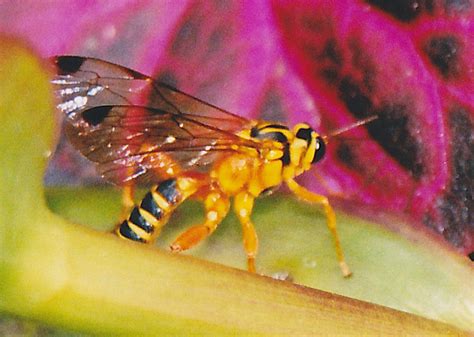 Yellow Banded Ichneumon Wasp Echthromorpha Agrestoria