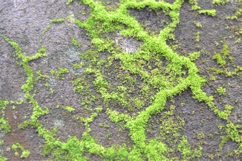 Free Photo Moss In The Wall Green Moss Nature Free Download Jooinn