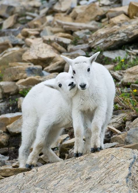 Baby Mountain Goat Kids Playing On Rock Tony Bynum Photography ~ Real