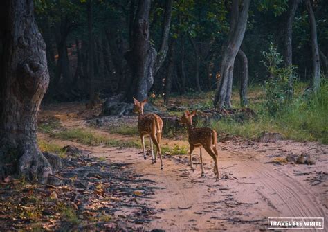 Visiting The Best Wildlife Sanctuaries In India Bandhavgarh Kanha