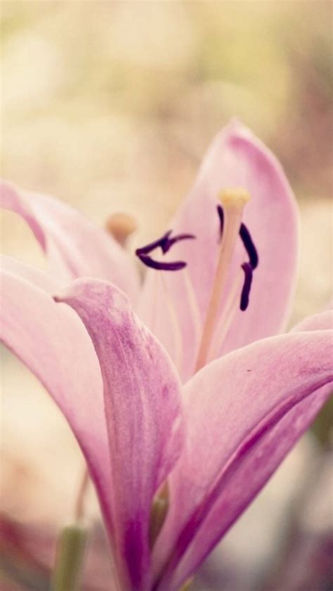Nature Pure Elegant Pink Lily Flower Macro Iphone Wallpapers Free Download