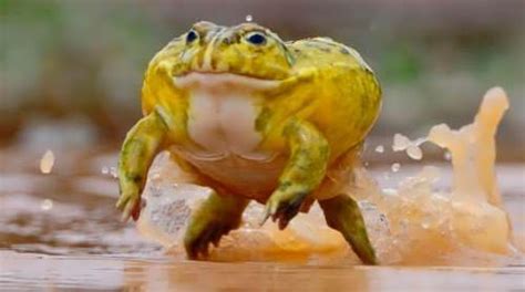 Jumping Frog Wander Lord