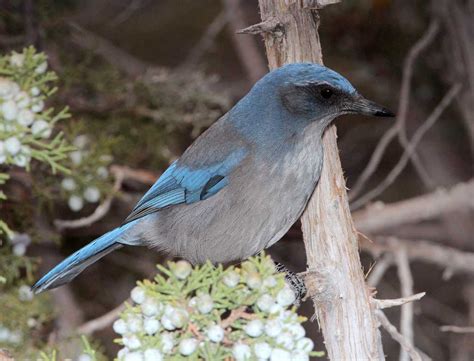 California Has Two New Bird Species Ones In Your Yard Right Now Kcet
