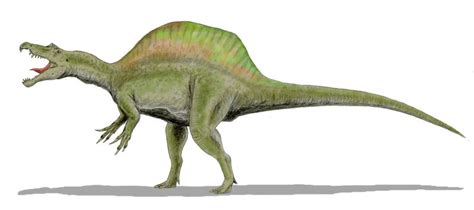 Spinosaurus Dinosaurs Pictures And Facts