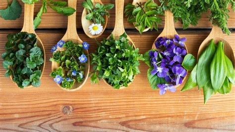 10 plantas curativas que ayudan a combatir enfermedades