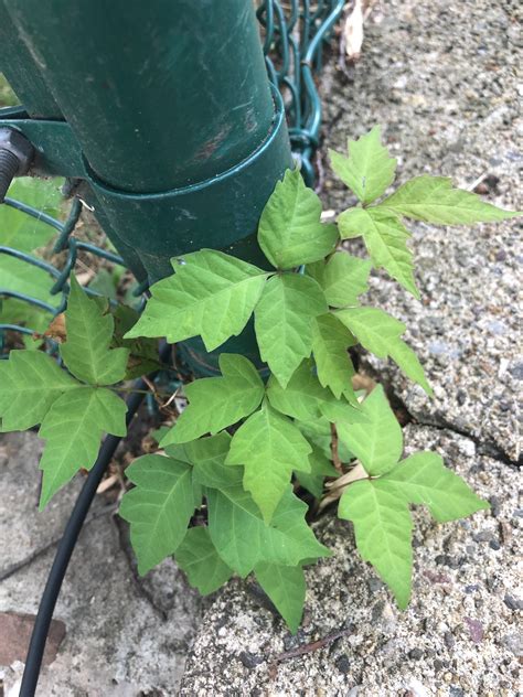 Is This Poison Ivy