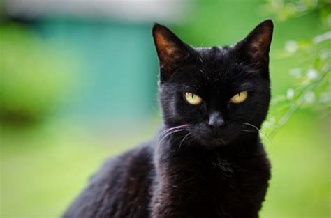 The Mysterious Black Cat The Valley Patriot