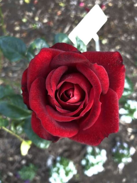 Rosa Gallipoli Centenary Rose Rose The Royal Botanic Garden Sydney