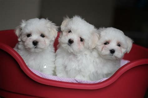 Teacup Maltese Dog Breed Information And Pictures