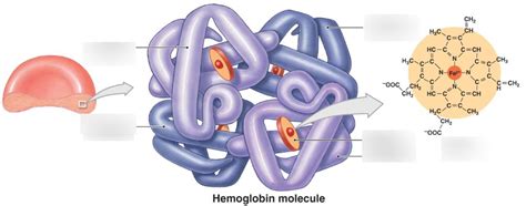 Hemoglobin Diagram Quizlet