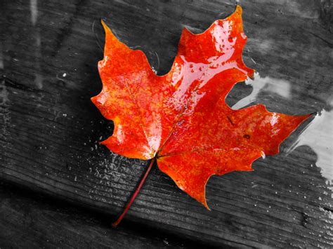 Maple Leaf Wallpapers Top Free Maple Leaf Backgrounds Wallpaperaccess
