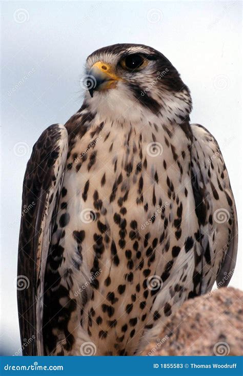 Prairie Falcon Falco Mexicanus Stock Image Image Of Posed Animal