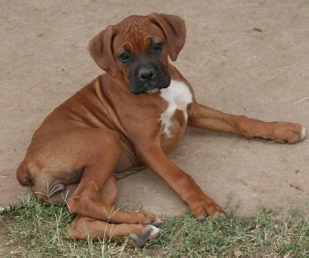 Find boxer puppies and dogs for adoption today! NKC Registered Purebred Boxer Puppies for Sale in Ramona, California Classified | AmericanListed.com