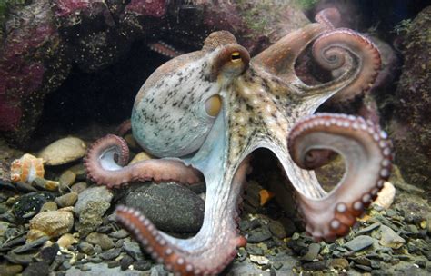 Study Finds Octopuses Are Thugs That Punch Fish For No Reason The