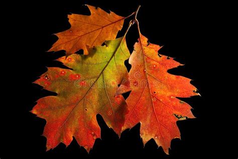 Red Oak Leaves Autumn Or Fall Colors Stock Photo Image Of Cycle