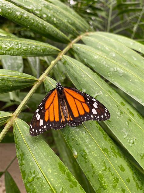 Monarch Butterfly Perched On Green Leaf Photo Free Je Irausquin