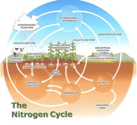 The greenhouse effect is the process by which radiation from a planet's atmosphere warms the planet's surface to a temperature above what it would be without this atmosphere. Ecological Relationships Among Organisms - BiologyHNRS ...