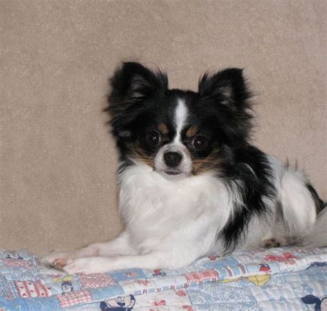 Chihuahua Long Hair Black And White Pets Lovers