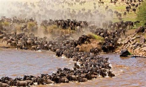 Facts About The Great Wildebeest Migration Serengeti Serengeti Safaris