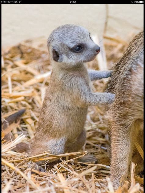 Adorable Baby Meerkat Animales Bebés Animales Bonitos Mascotas