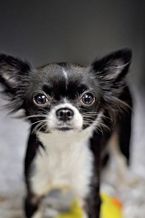 40 Best Black And White Chihuahuas Images Chihuahua Chihuahua Love