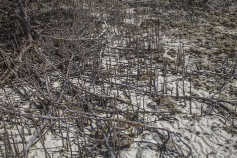 Black Mangrove Pneumatophores At Biscayne National Park Clippix Etc