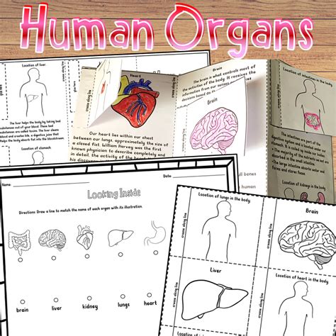 Human Body Organs And Their Functions Pamphlet Craftivity By Teach Simple