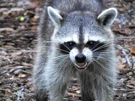 How Dangerous Are Raccoons Rottler Pest Solutions