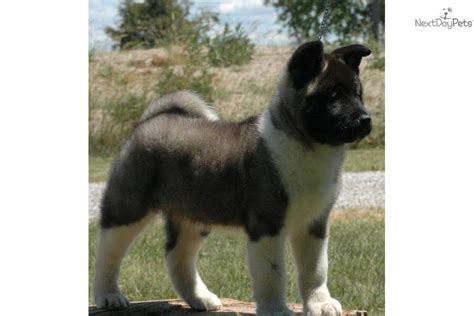 Big bear head and stocky puppy black with white markings. Akita for sale for $2,000, near Lima / Findlay, Ohio ...