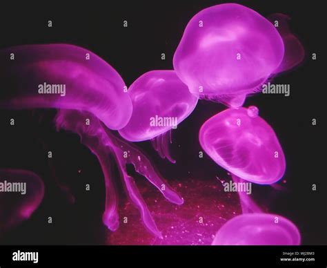 Cabeza De Medusa Fotografías E Imágenes De Alta Resolución Alamy