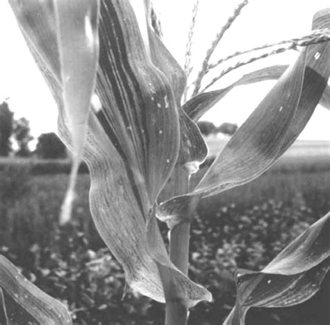 Details Of Dpv Maize Dwarf Mosaic Virus And References
