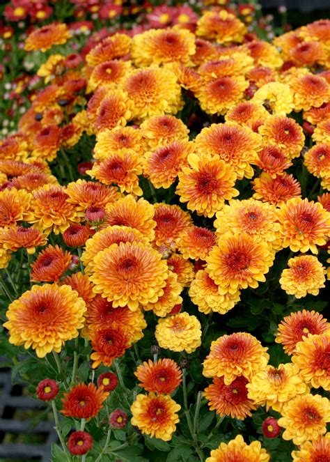 Shop Now For Colorful Fall Blooming Mums Mississippi State University