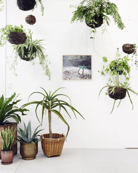 220 Entryway And Hallway Plants Ideas Plants Indoor Plants